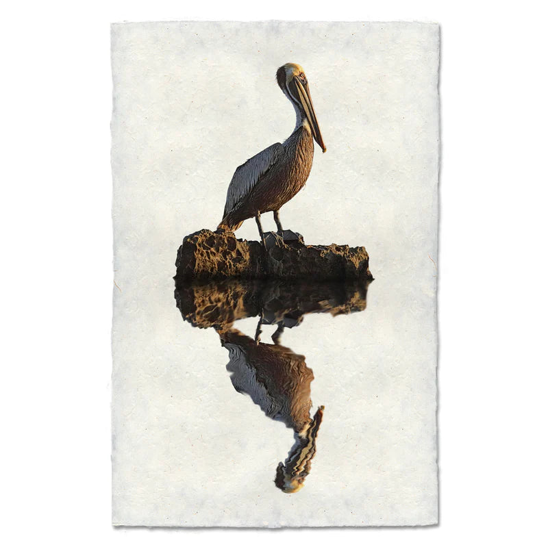 Pelican, Water Fowl Study