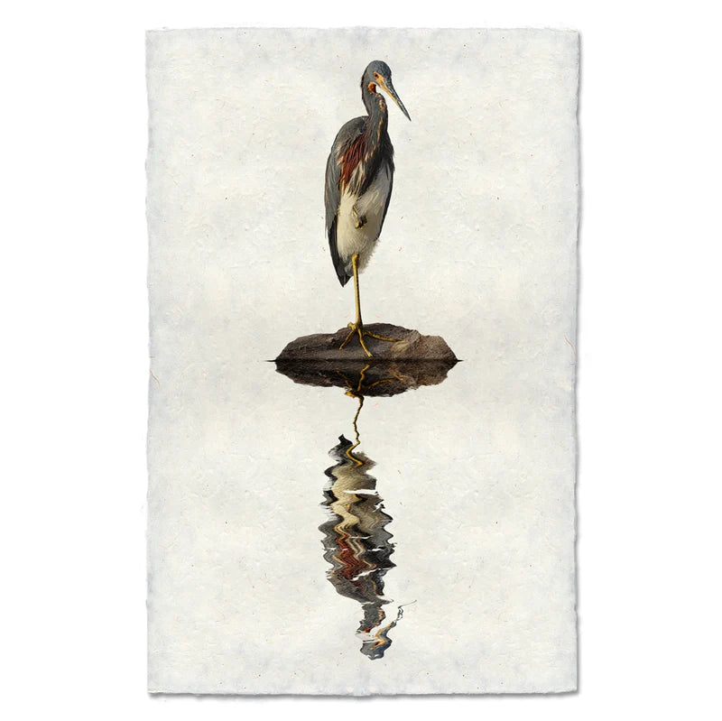 Tricolor Heron, Water Fowl Study
