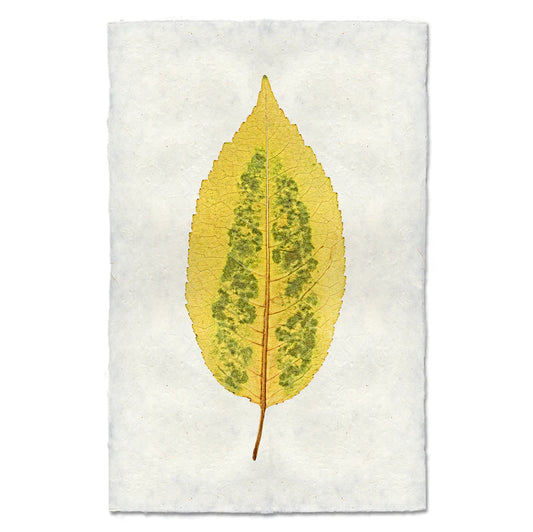 Autumn Leaf, Cherry Print