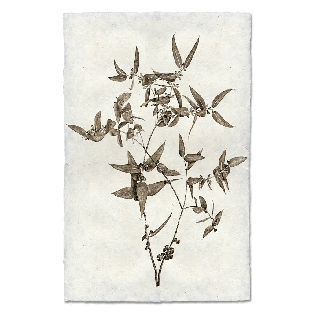 EUCALYPTUS #3