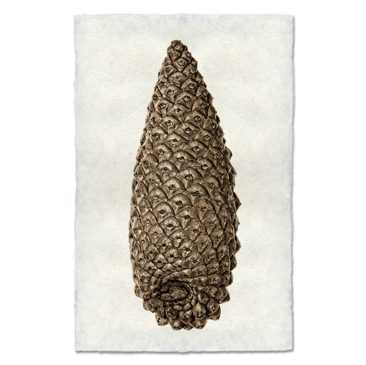 KNOBCONE PINE CONE