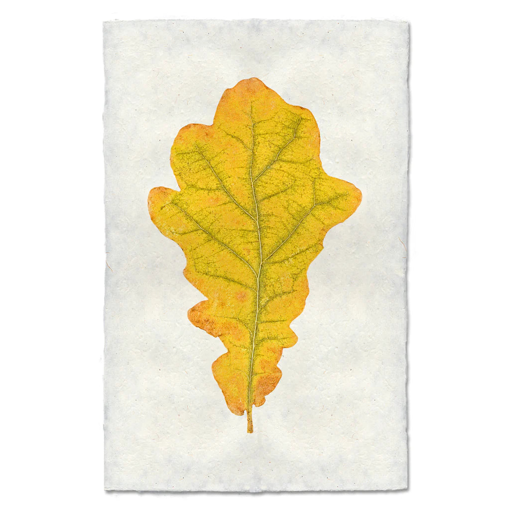 Autumn Leaf, OAK LEAF