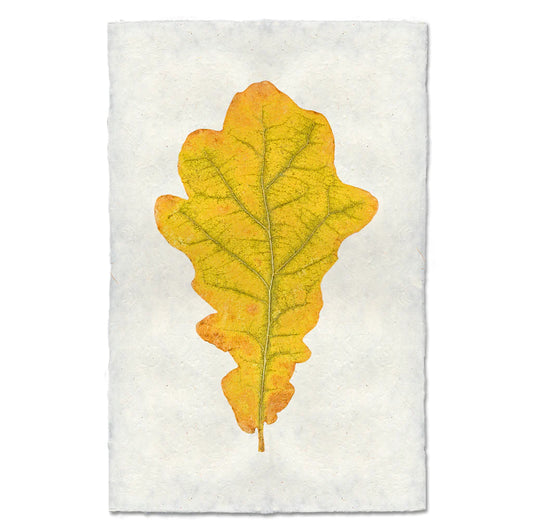 Autumn Leaf, OAK LEAF