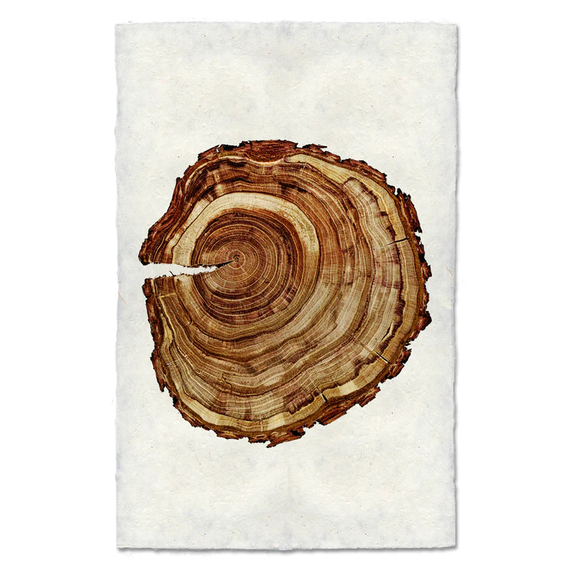 PLUM WOOD RING #1
