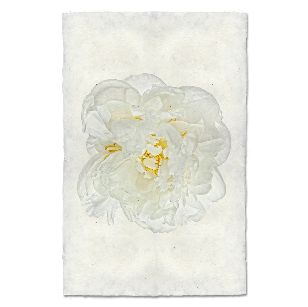 WHITE PEONY