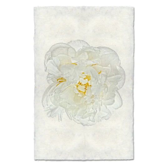 WHITE PEONY
