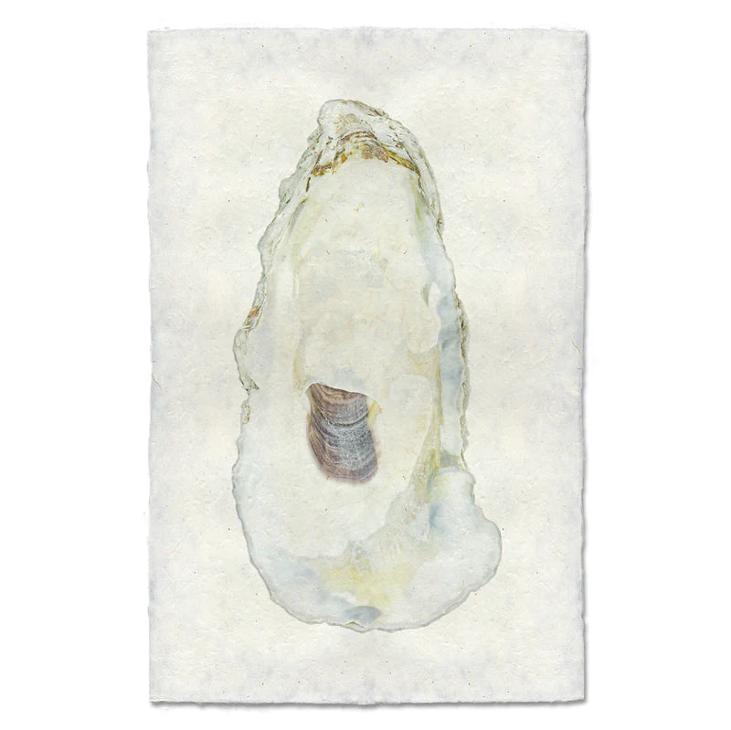 OYSTER STUDY #11