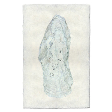OYSTER STUDY #12