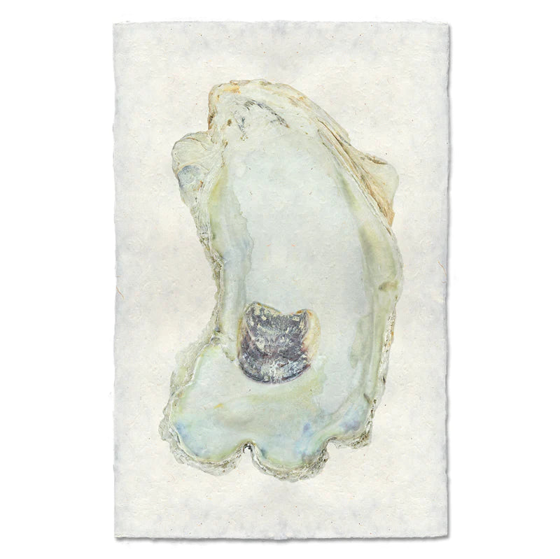 OYSTER STUDY #13