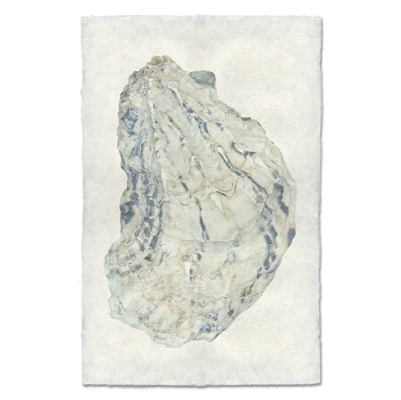 OYSTER STUDY #15