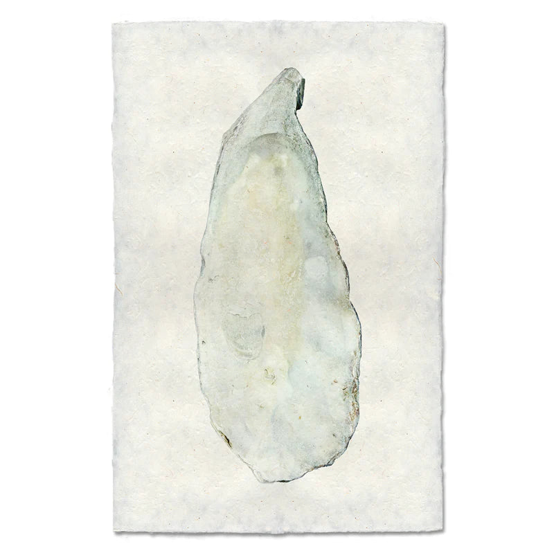 OYSTER STUDY #9