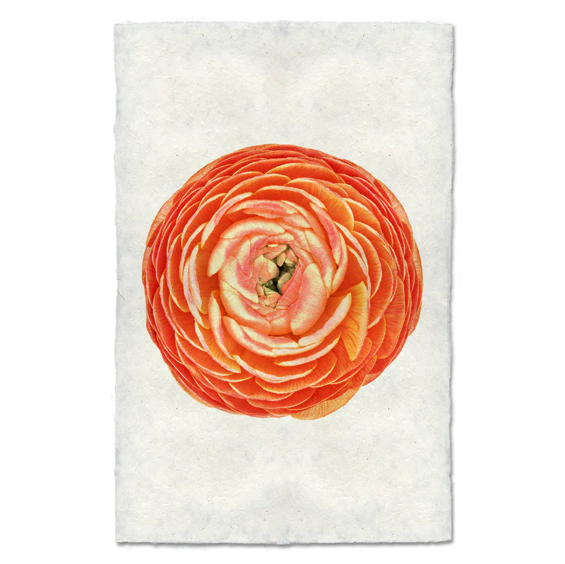ORANGE RANUNCULUS