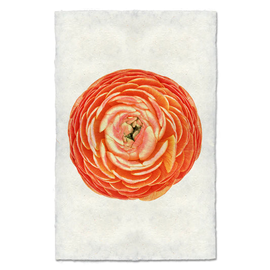 ORANGE RANUNCULUS