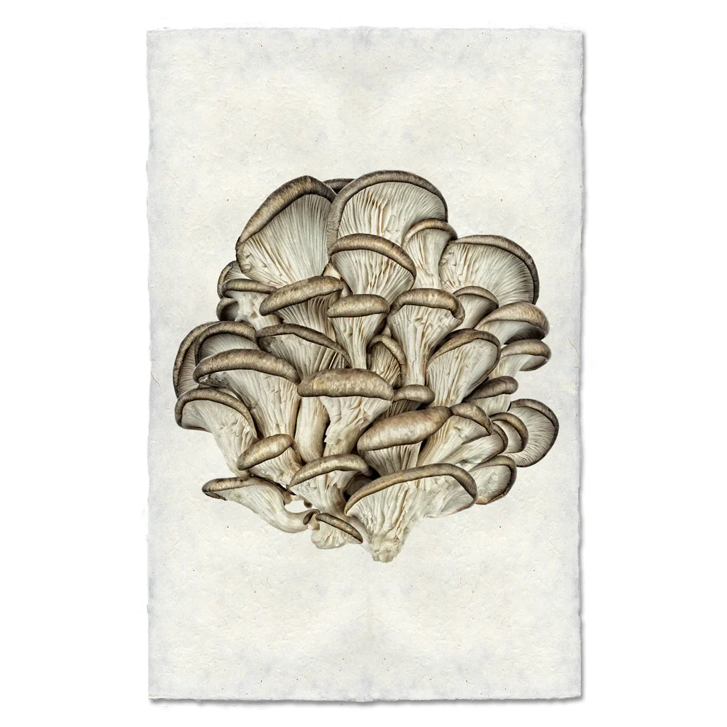 TREE OYSTER MUSHROOMS