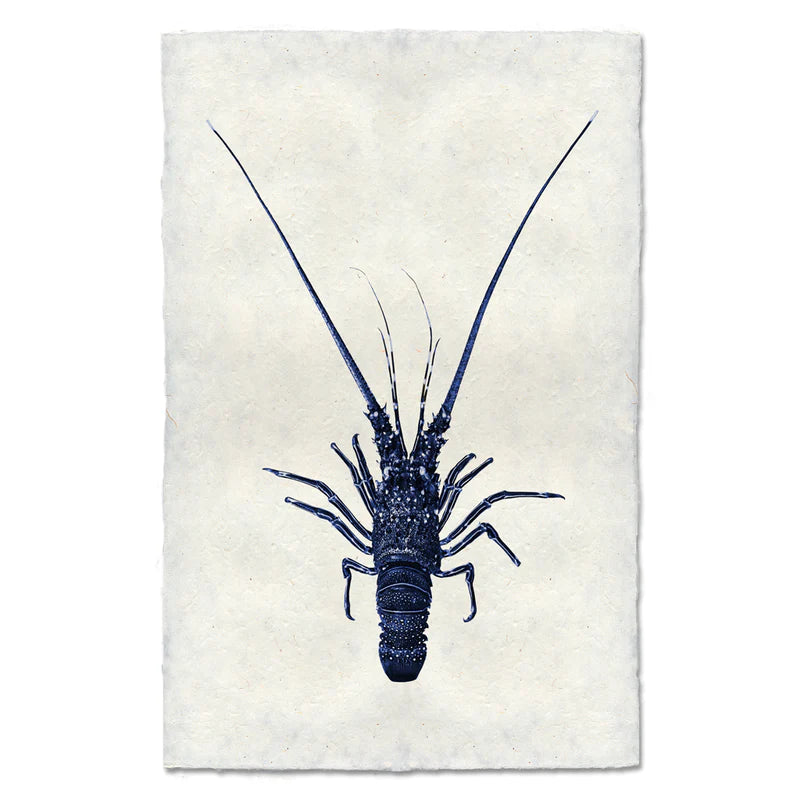 Pinto Spiny Lobster, Blue