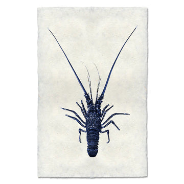 Pinto Spiny Lobster (Blue)