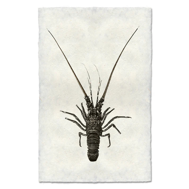 Pinto Spiny Lobster, B&W