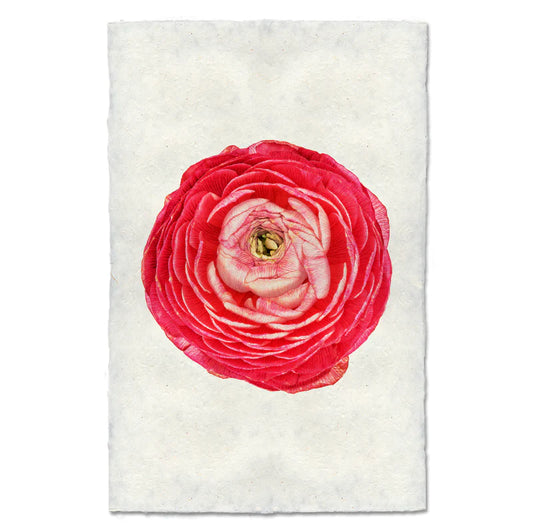 ROSE RANUNCULUS