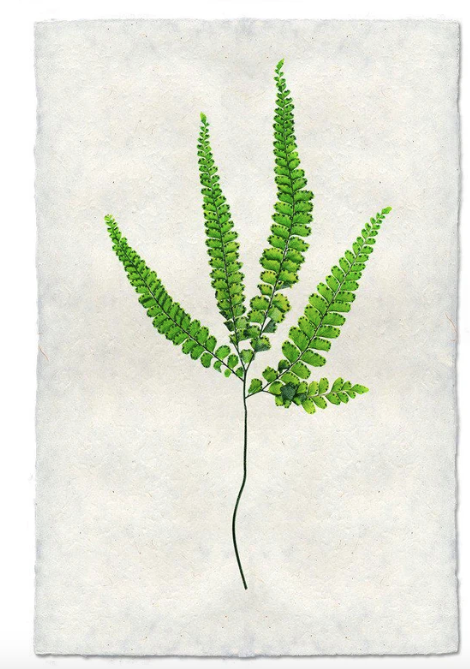FERN #3