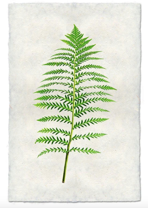 FERN #5