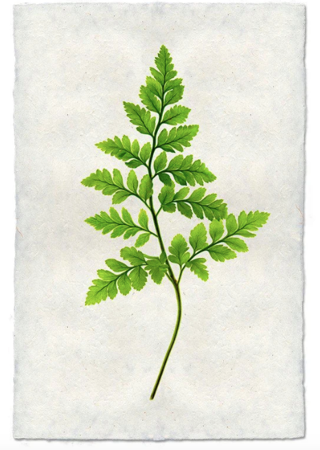 FERN #6