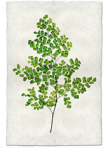 FERN #8