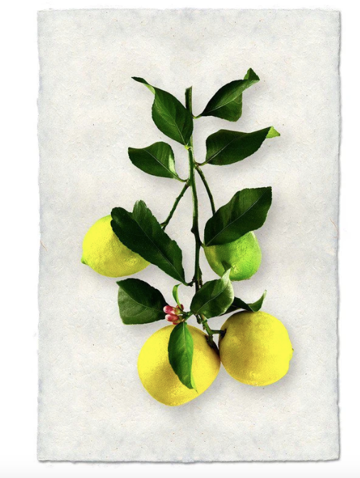 FOUR LEMONS