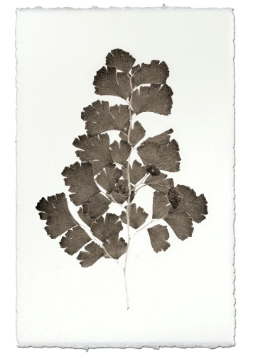 LEAF STUDY #2