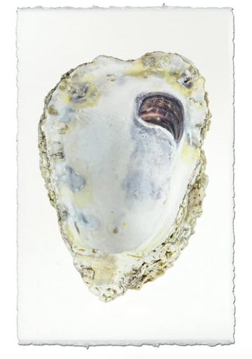 Oyster Study #3