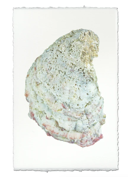 OYSTER STUDY #4