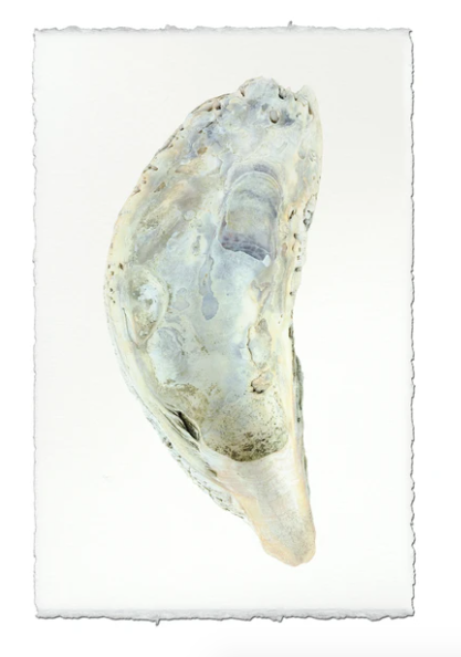 OYSTER STUDY #5