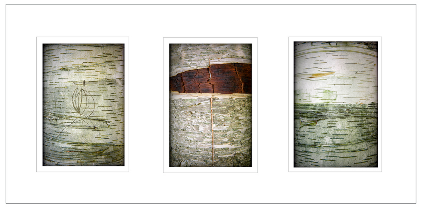 Treelogy No. 2, Framed by Scott Farrell