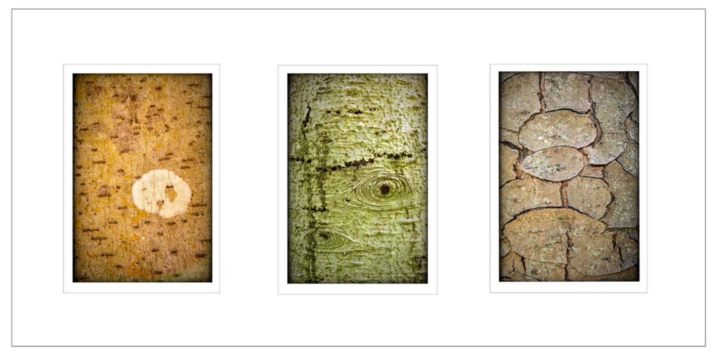 Treelogy No. 6, Framed by Scott Farrell