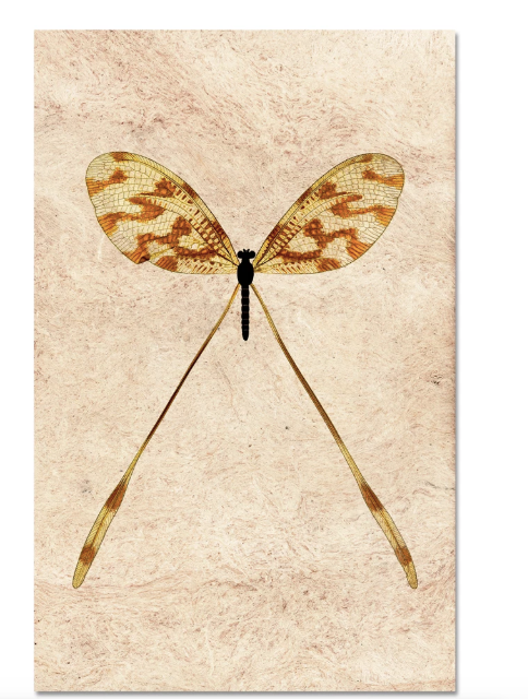 SPOONFLY