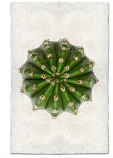 DOMINO CACTUS