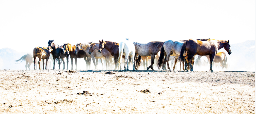 Mustangs, Metal Print by Stephen Pile