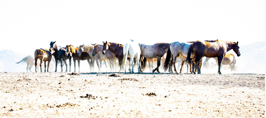 Mustangs, Metal Print by Stephen Pile