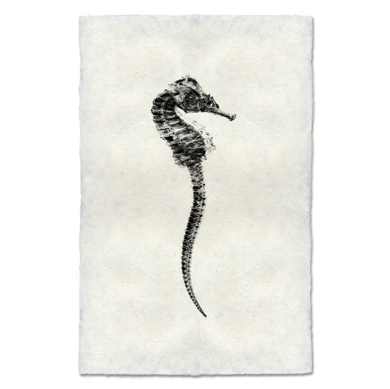 Seahorse #1, B&W