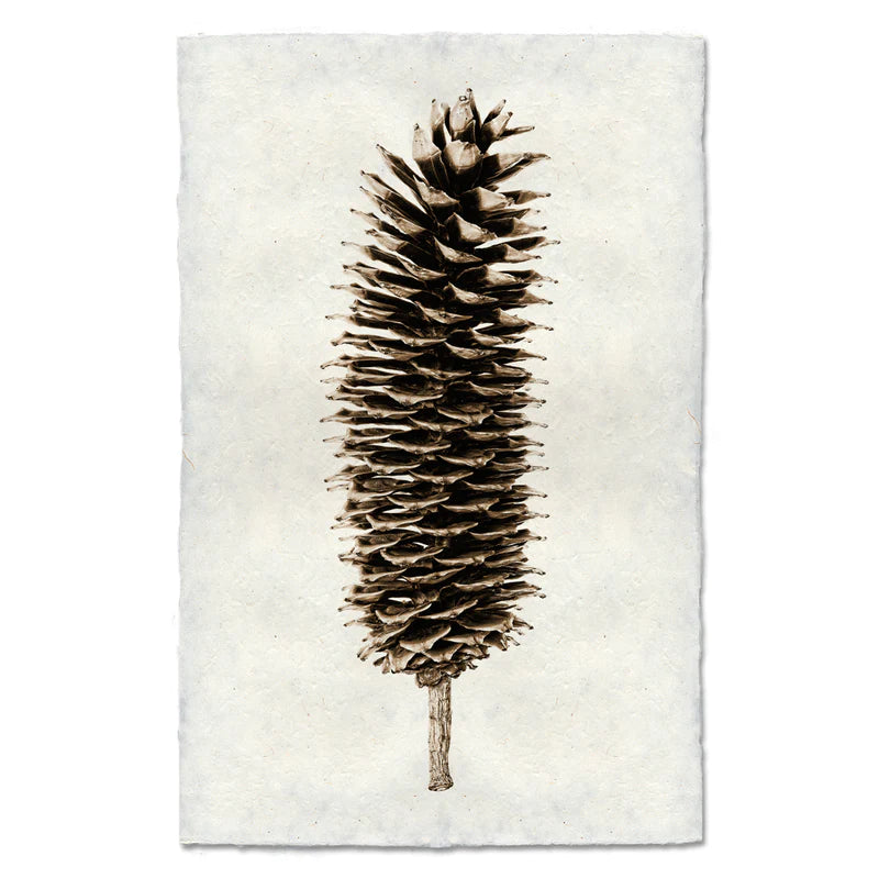 SUGAR PINE CONE