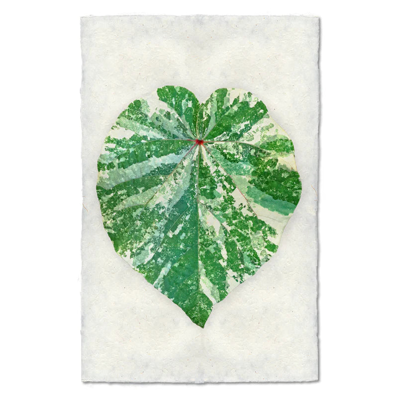 TROPICAL LEAF #1, COLOR