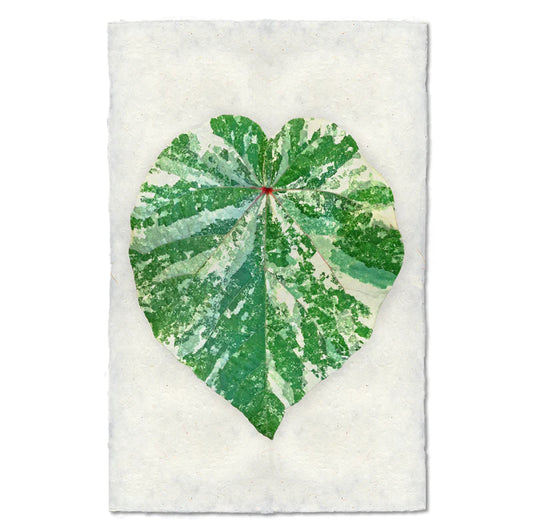 TROPICAL LEAF #1, COLOR