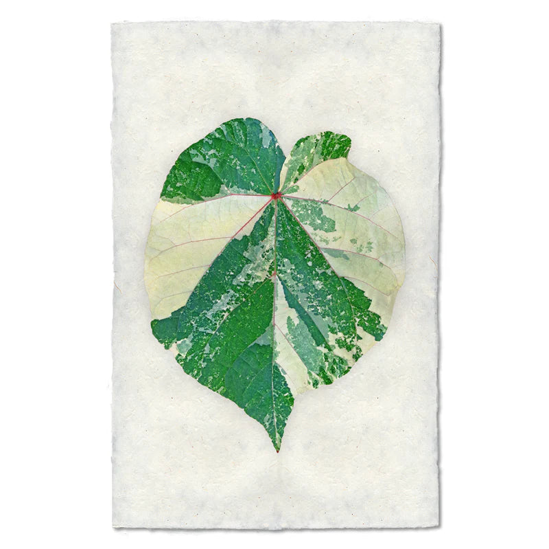 TROPICAL LEAF #2, COLOR