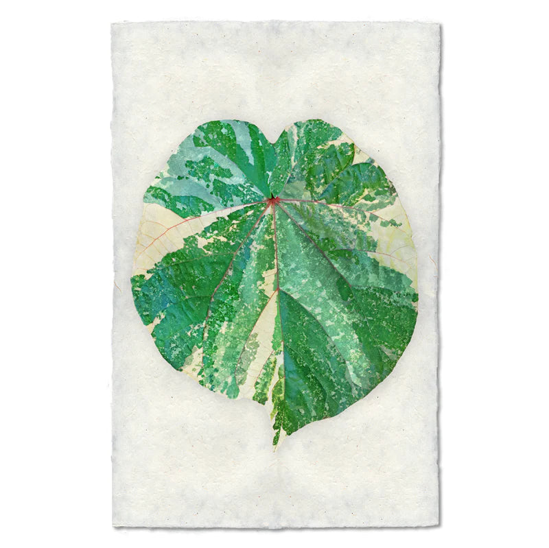 TROPICAL LEAF #3, COLOR