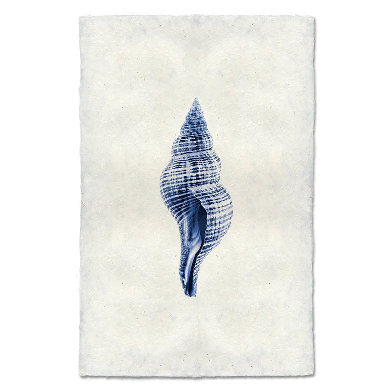 Tulip Shell, Blue