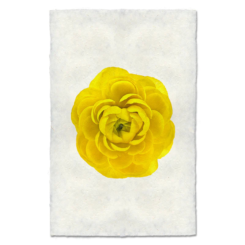 YELLOW RANUNCULUS