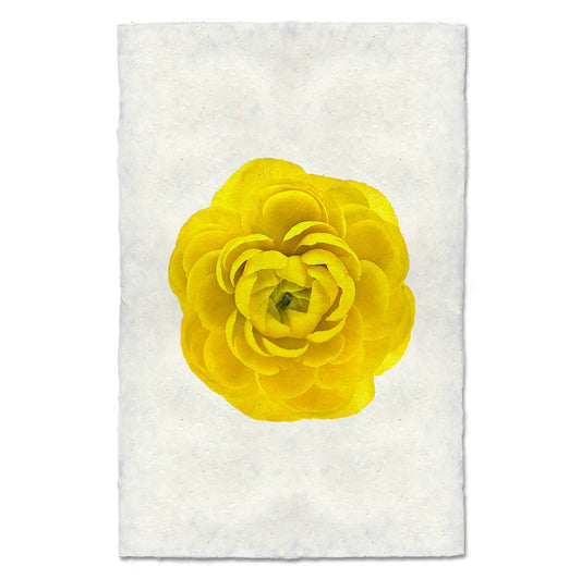 YELLOW RANUNCULUS