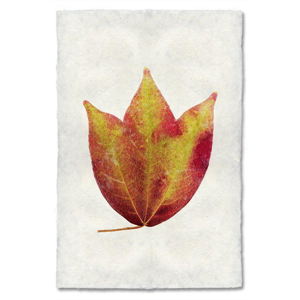 Autumn Leaf, AMERICAN CRANBERRY