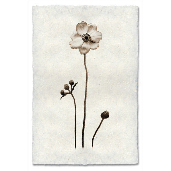 "Anenome" Flower Print