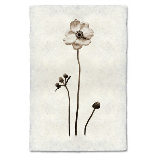 "Anenome" Flower Print
