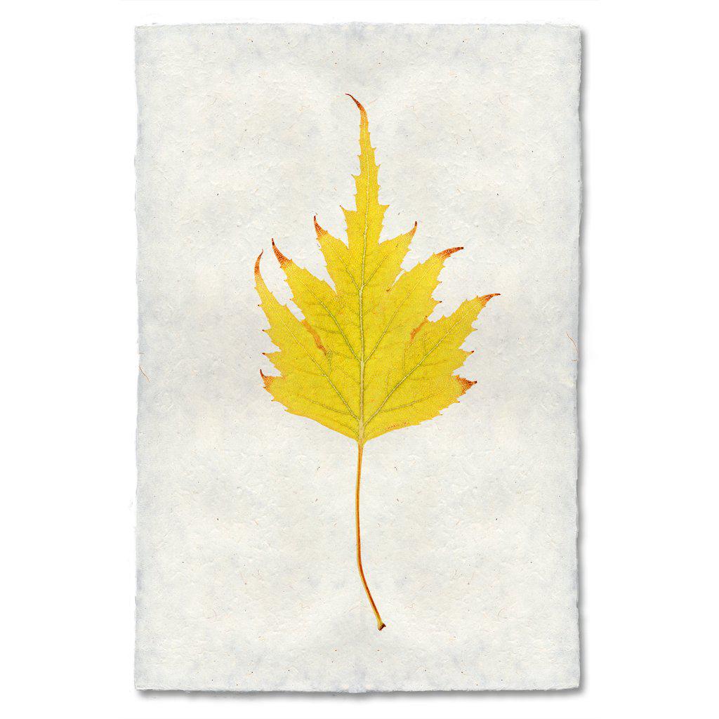 Autumn Leaf, BIRCH LEAF